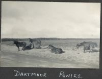 Dartmoor ponies