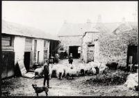 Oxenham farmyard