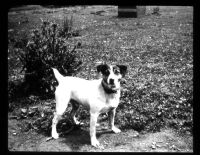 A Jack Russell 