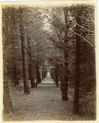 The plantation at Hele House.