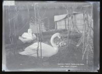 Swans and nest: 'the first cygnet', Dawlish