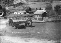 Ponies On Green