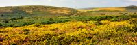 Uncatalogued: Gorse and heather banner DSC_1470.JPG