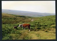 An image from the Dartmoor Trust Archive