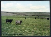 23/28 Below source of Cut Hill stream 21/5/1993