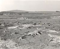 Exposed tree roots on the reservoir bed at Fernworthy Reservoir during the drought of 1959