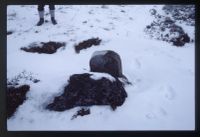 Grey Wether Boundary Stone in Snow