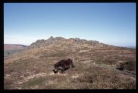 Pony on Honeybag Tor