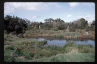 Pottery pond - Bovey Tracey