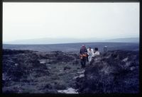 Whitehorse Peat Pass