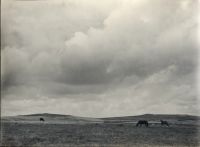 Dartmoor with ponies