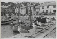 Seagulls at Brixham Harbour