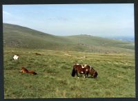 An image from the Dartmoor Trust Archive