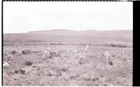 Trowlesworthy stone circle