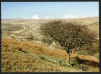 12/12 Above Bala Brook 7/3/1991