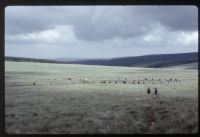 The Grey Wethers stone circles