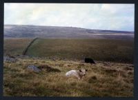 An image from the Dartmoor Trust Archive