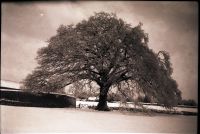 Oak Tree in Snow