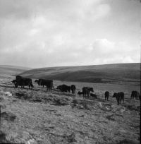 An image from the Dartmoor Trust Archive