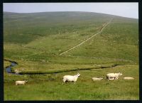 16/19 Swincombe to Mount Misery 7/1990