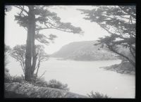 View through trees, Salcombe