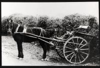 Pony and trap belonging to Frank Young