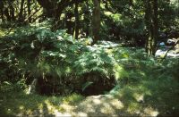 Vermin trap below Dartmeet