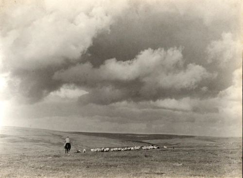 Rounding up sheep