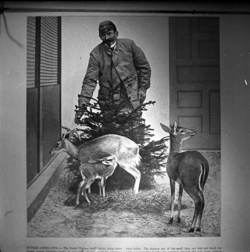 An image from the Dartmoor Trust Archive