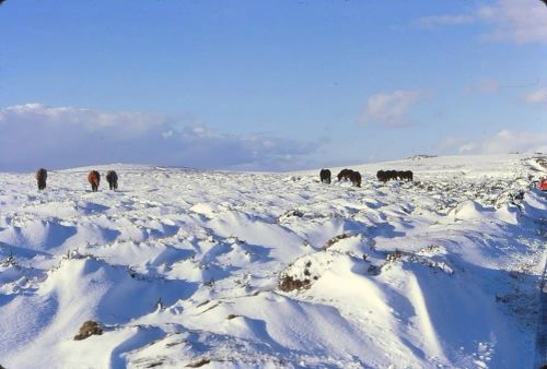 An image from the Dartmoor Trust Archive