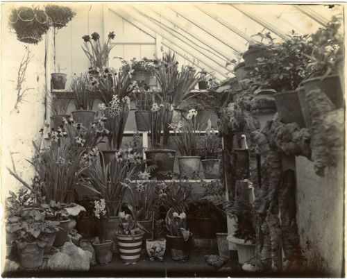 Hele House's greenhouse