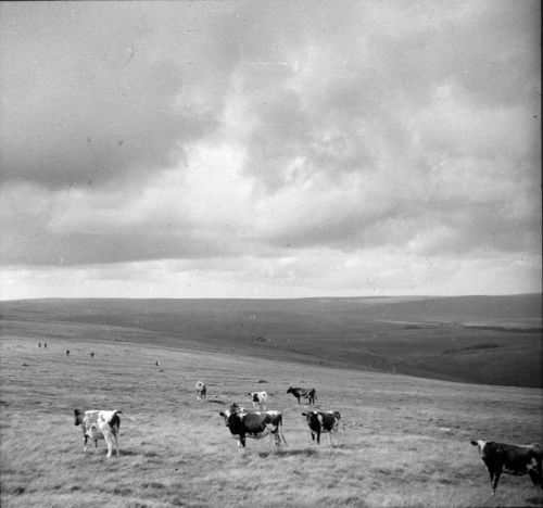 An image from the Dartmoor Trust Archive