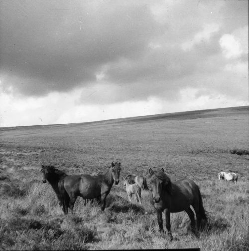 An image from the Dartmoor Trust Archive