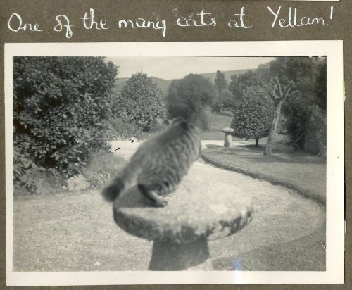 One of the many cats at Yellam perching on a staddle stone