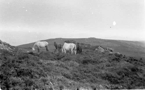 An image from the Dartmoor Trust Archive