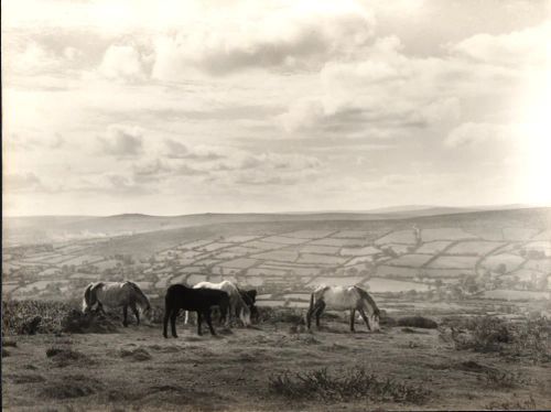 Dartmoor ponies