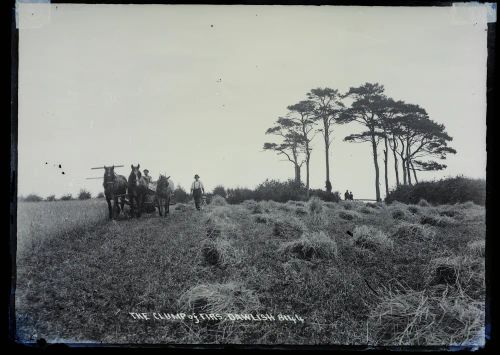 Clump of firs and ploughman, Dawlish