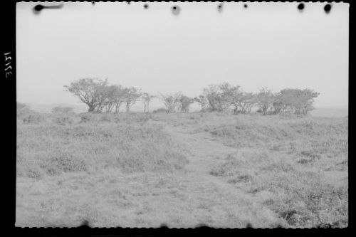 Roborough Down Encampment