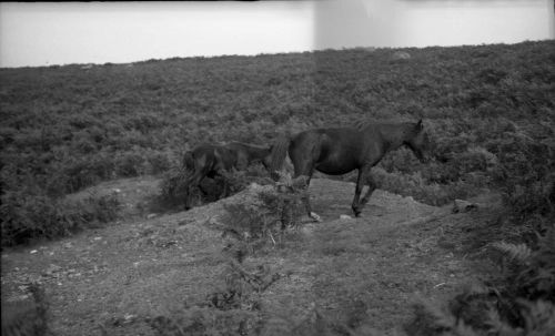 An image from the Dartmoor Trust Archive