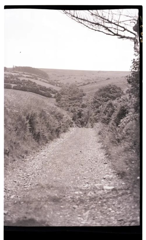 Lane at Cross Furzes, Wallaford Down