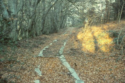 An image from the Dartmoor Trust Archive