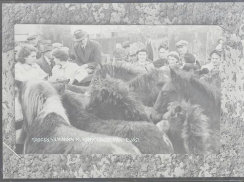 Exmoor Ponies at Bampton Fair, Bampton