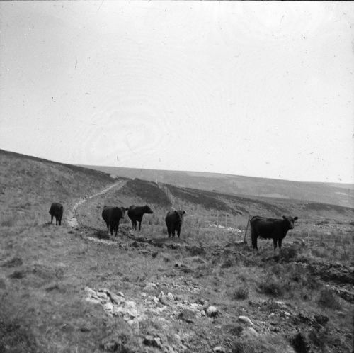 An image from the Dartmoor Trust Archive