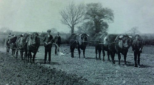 Uncatalogued: Ploughing with oxen on Dartmoor_edtd.jpg