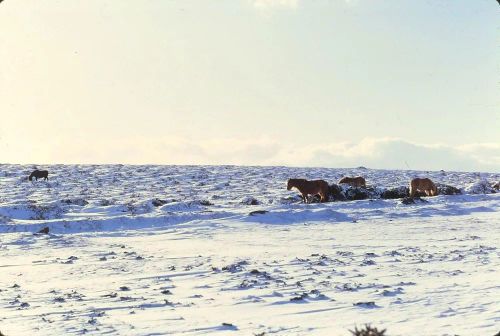 An image from the Dartmoor Trust Archive