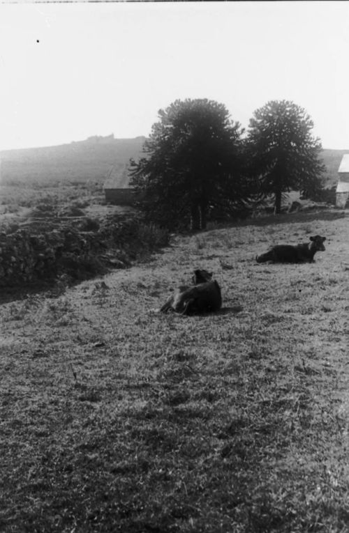 An image from the Dartmoor Trust Archive