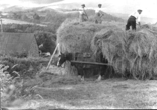 At Southcott. Transferring hay from a wagon to build a haystack. 