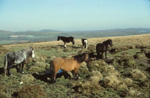 An image from the Dartmoor Trust Archive