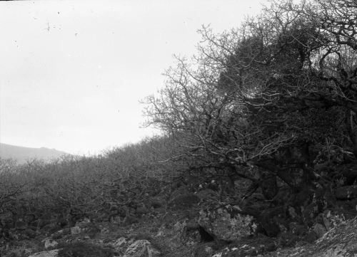 An image from the Dartmoor Trust Archive