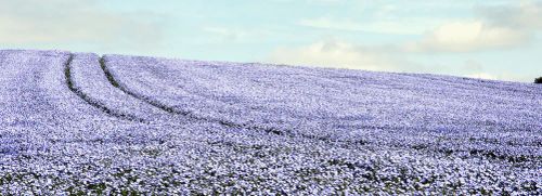 Field of Linseed Longshot john curno.jpg